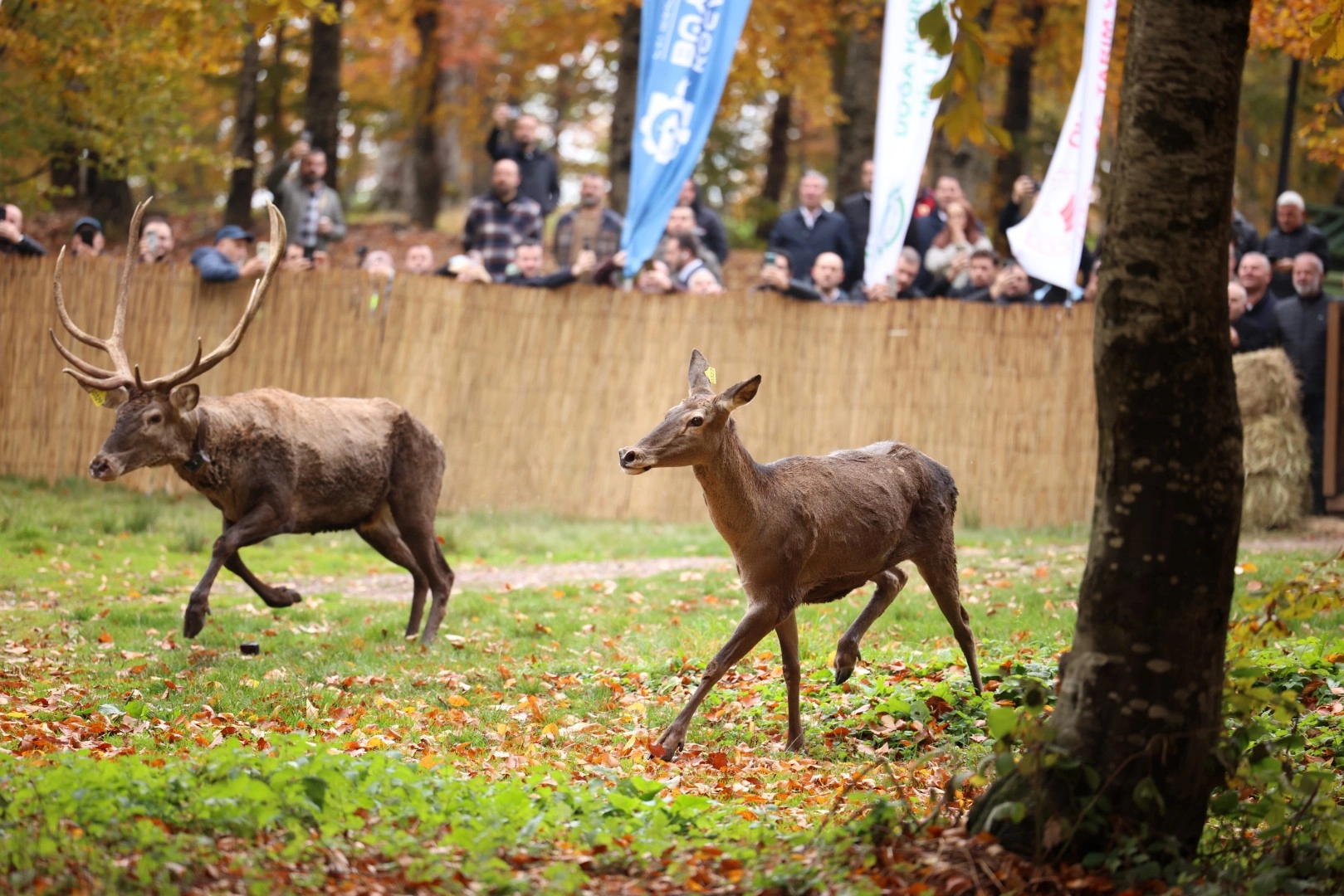 22 kızıl geyik Samanlı Dağları’nda
