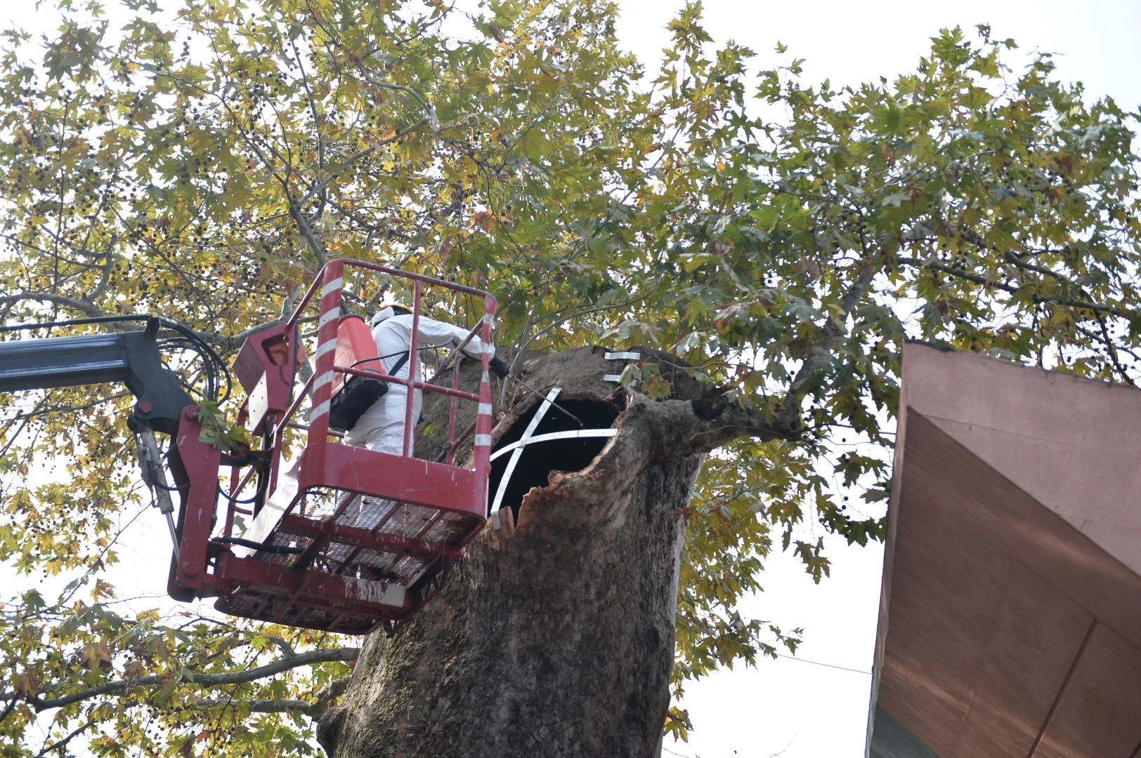 Bursa’da asırlık çınara koruma