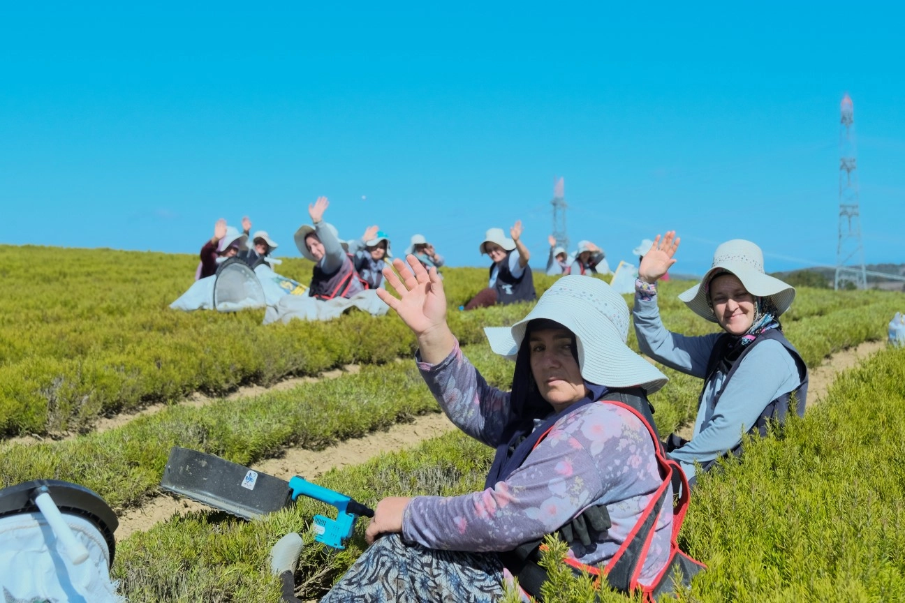 Kocaeli’de 1.140 dekarlık alanda biberiye zamanı