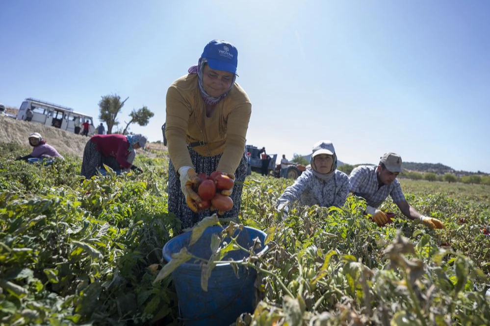 Mersin’de yüzde 70 hibeli domates fidesi desteği