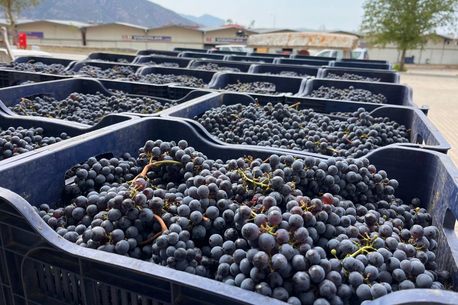 Muğla Büyükşehir’den bağcılığa modern dokunuş