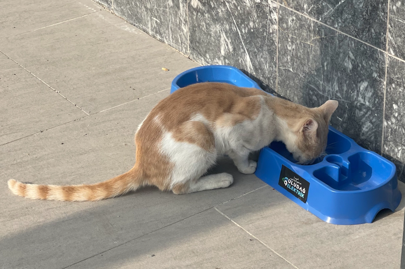 Uludağ Elektrik’in ‘Sevgimiz, Enerjimiz Sizinle’ projesi sokak hayvanlarına umut oluyor