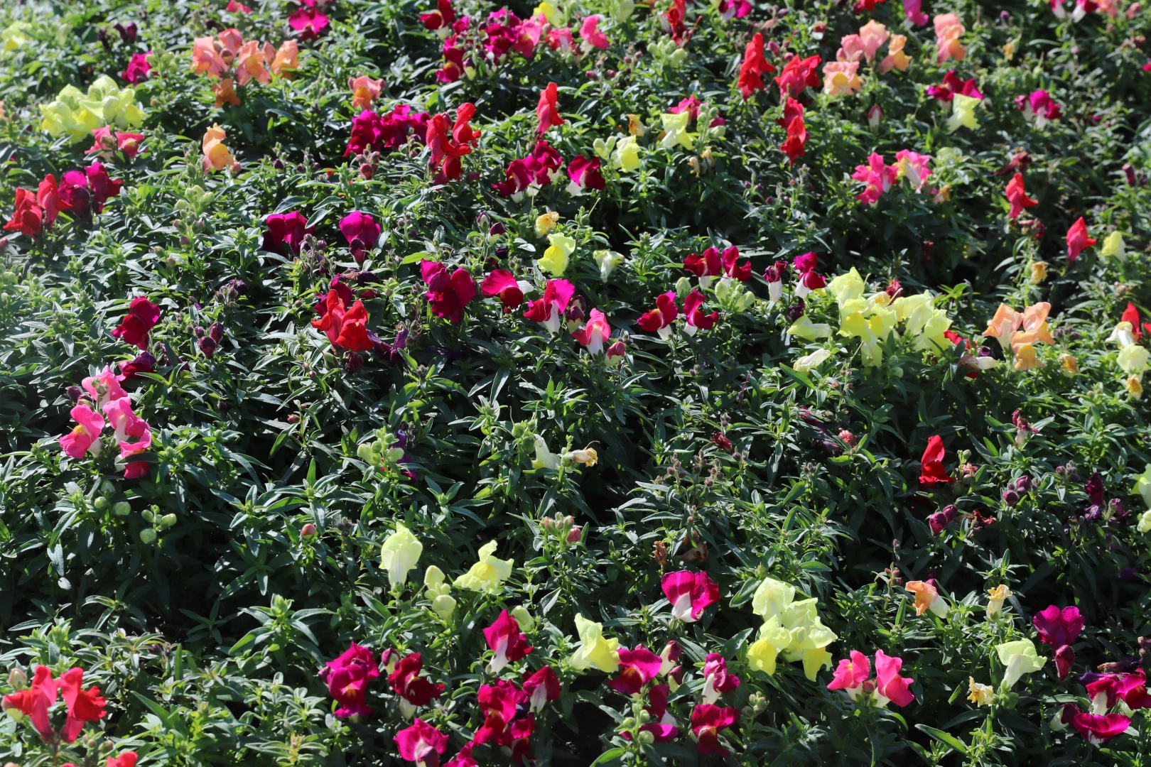 Antalya’da kışlık çiçeklerle rengarenk kent silüeti