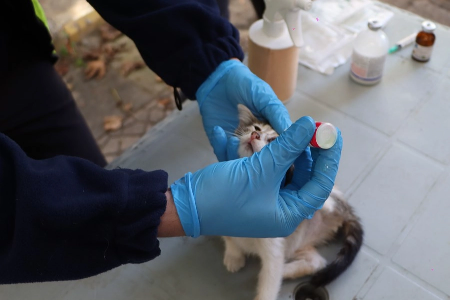 İstanbul’da hayvanlara yerinde tedavi