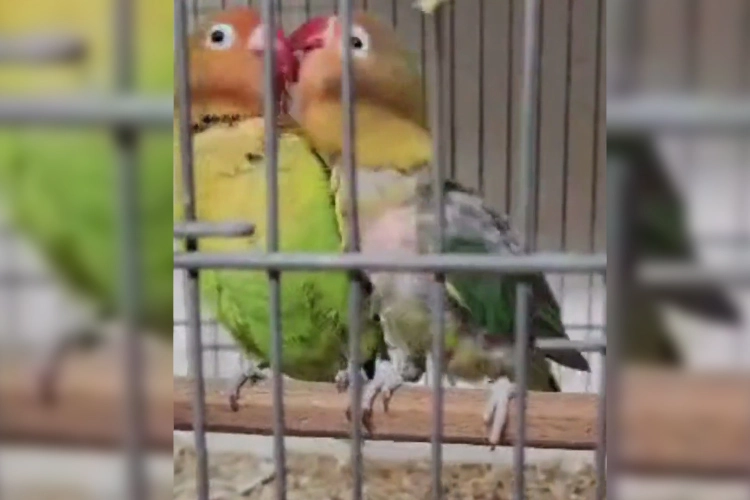 Çanakkale Biga’da belgesiz papağan operasyonu: 9 kuş yakalandı