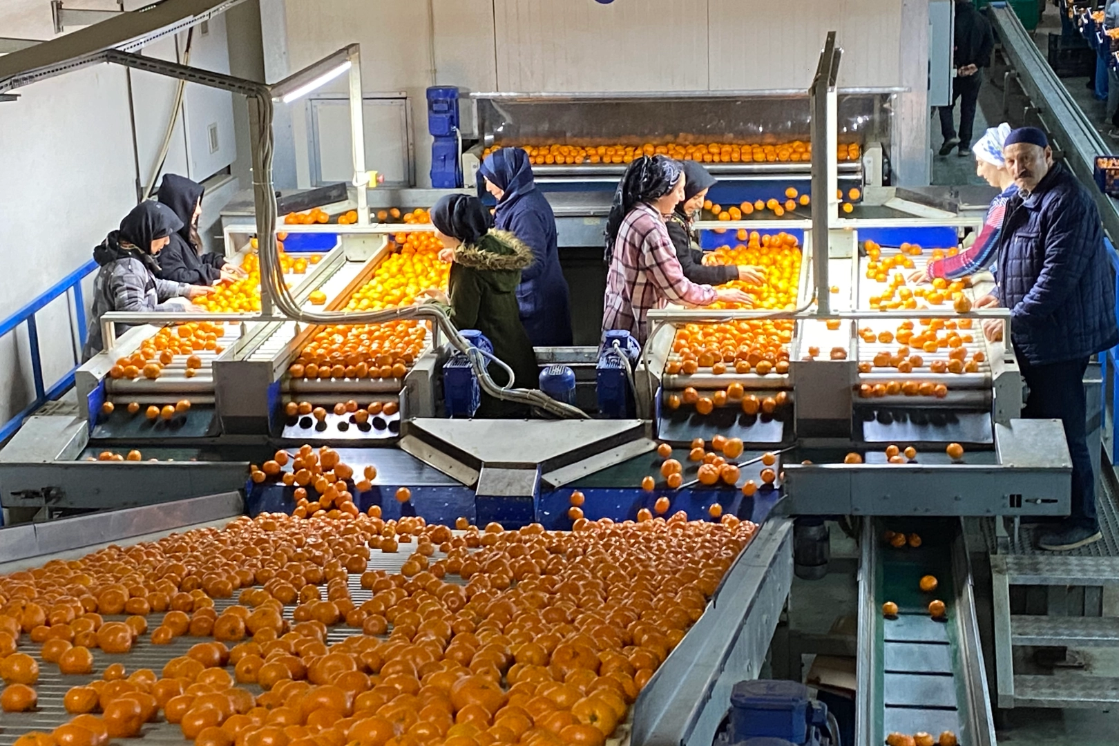 Mandalina ihracatı tarih yazıyor… 2023’ün rekorunu 2025’in 11 ayında kırdı