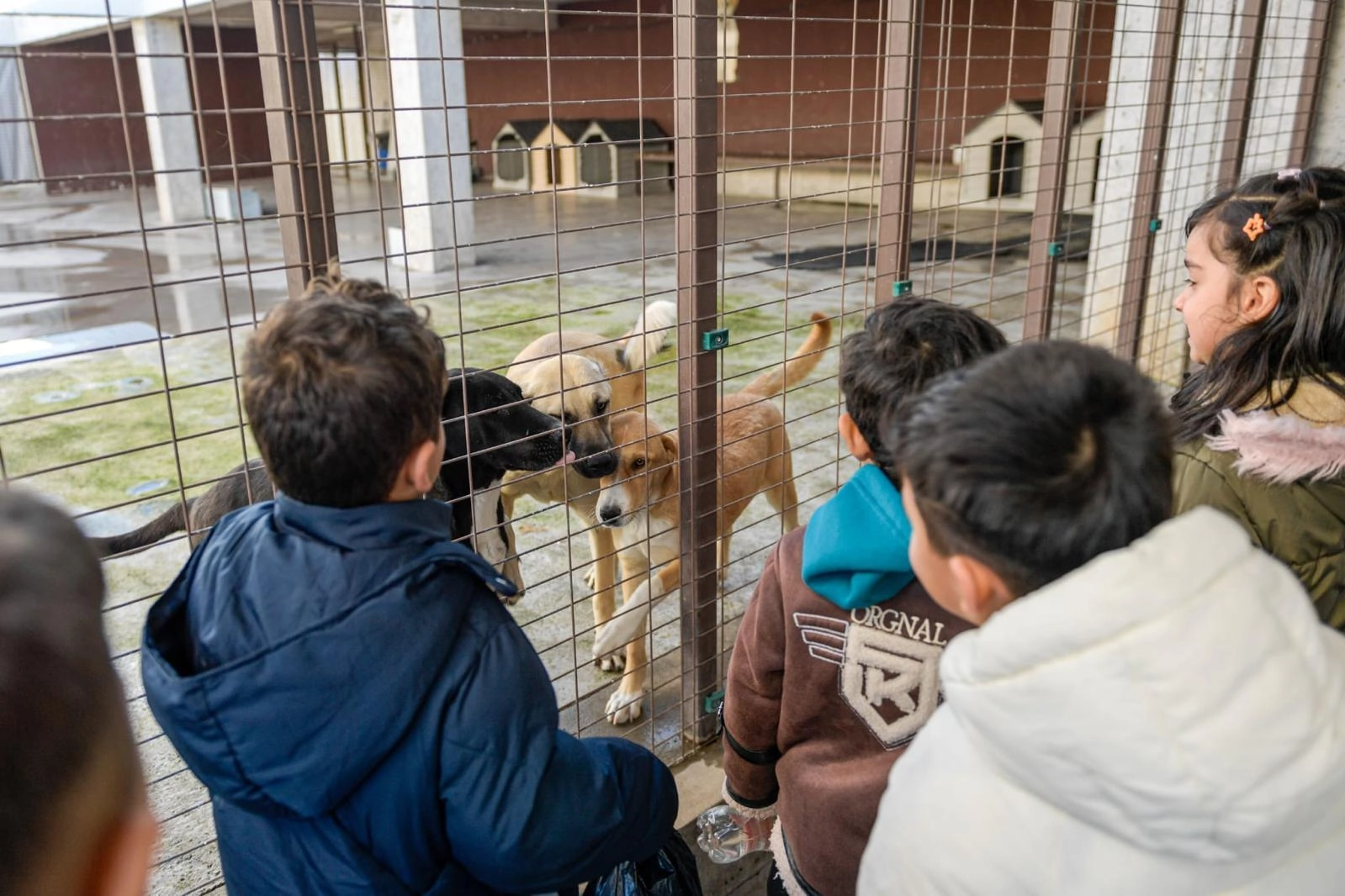 İzmir Büyükşehir’den sokak hayvanlarına kapsamlı destek