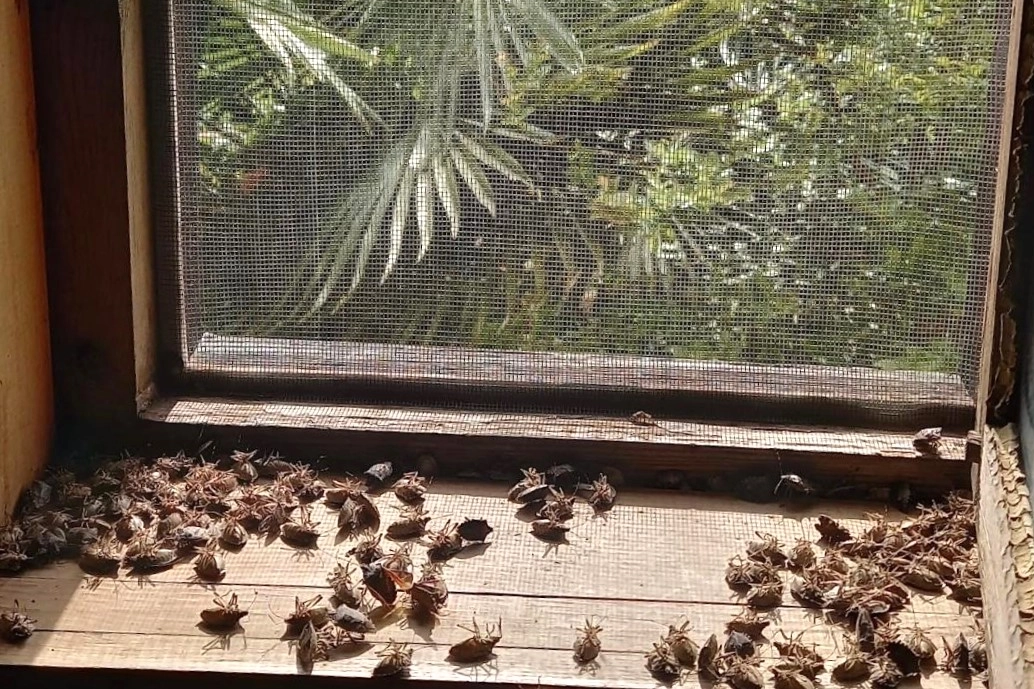 Sakaryalı akademisyenin feromonu esarete ‘ilaç’ oldu… Binlerce kokarcanın istila kabusunu TUTSAK’la bitirdi