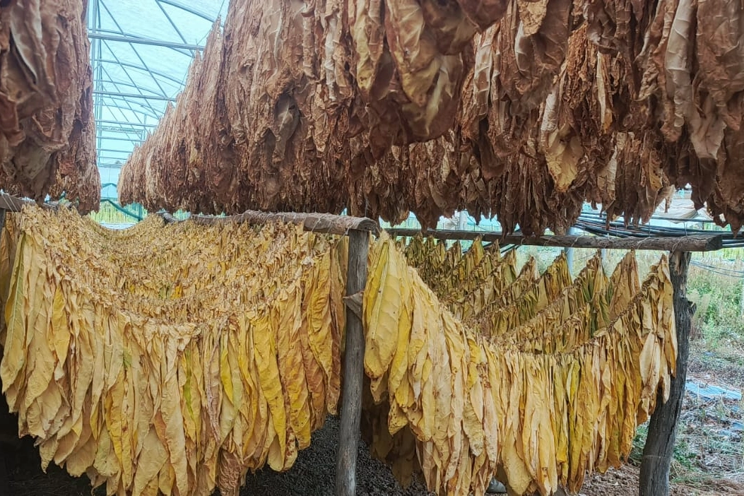 Bilecik Pazaryeri’nde Tarımsal Dönüşüm: Tütün ve İpekböcekçiliği Canlanıyor