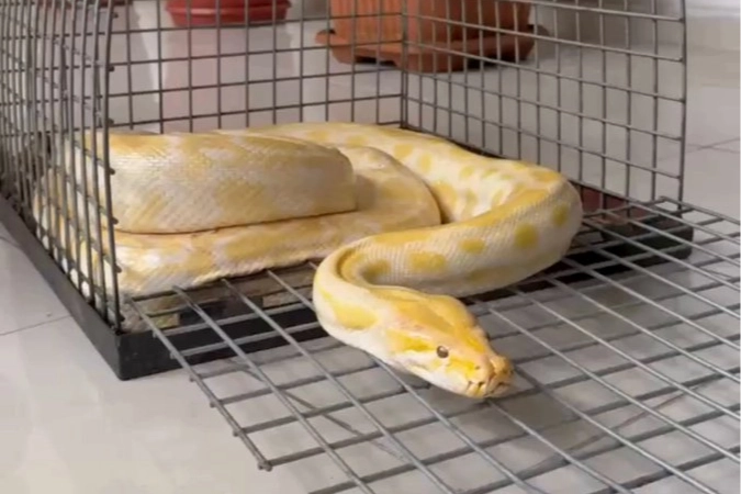 Denizli’de AVM’de sergilenen pitona el konuldu