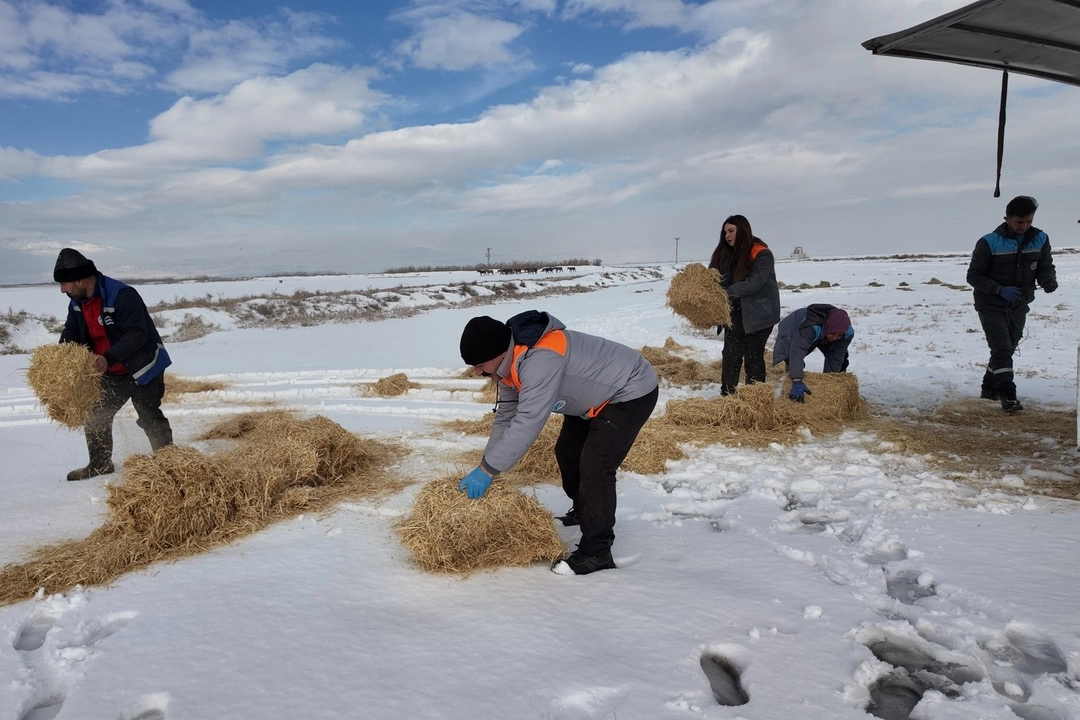 Kayseri’de Kar Altında Canlılara Sıcak El: Büyükşehir Belediyesi’nden Kış Desteği