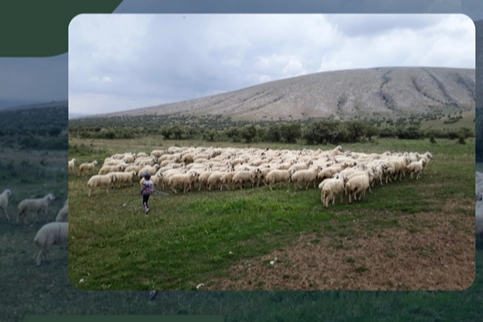 Kırsalda Bereket Projesi Başlıyor: 150 Bin Küçükbaş Hayvan Desteğiyle Üreticiye Güç