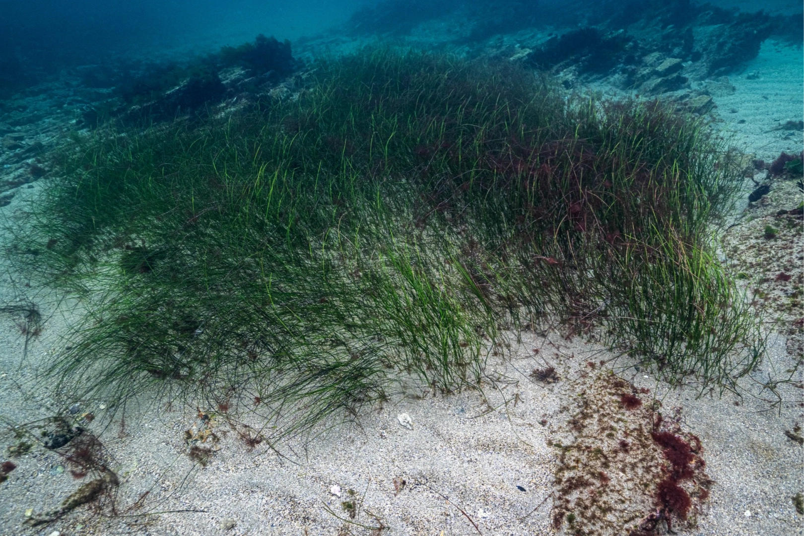 Prof. Dr. Mustafa Sarı’dan ‘deniz çayırları’ için acil önlem çağrısı!