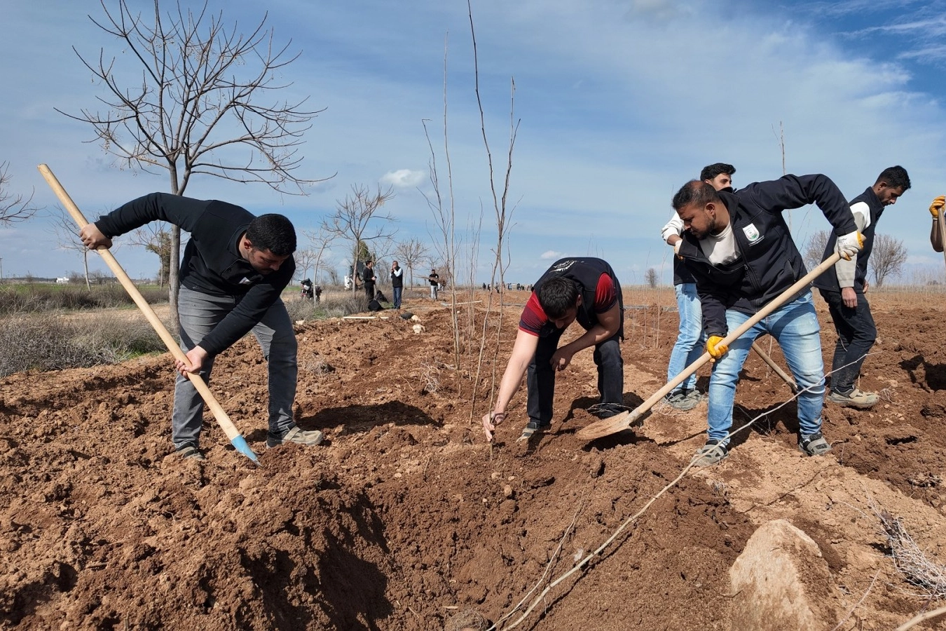 Şanlıurfa’nın Yeşil Geleceği Şekilleniyor: 20 Bin Çınar Fidanı Belediyenin Kendi Kaynaklarıyla Yetişiyor