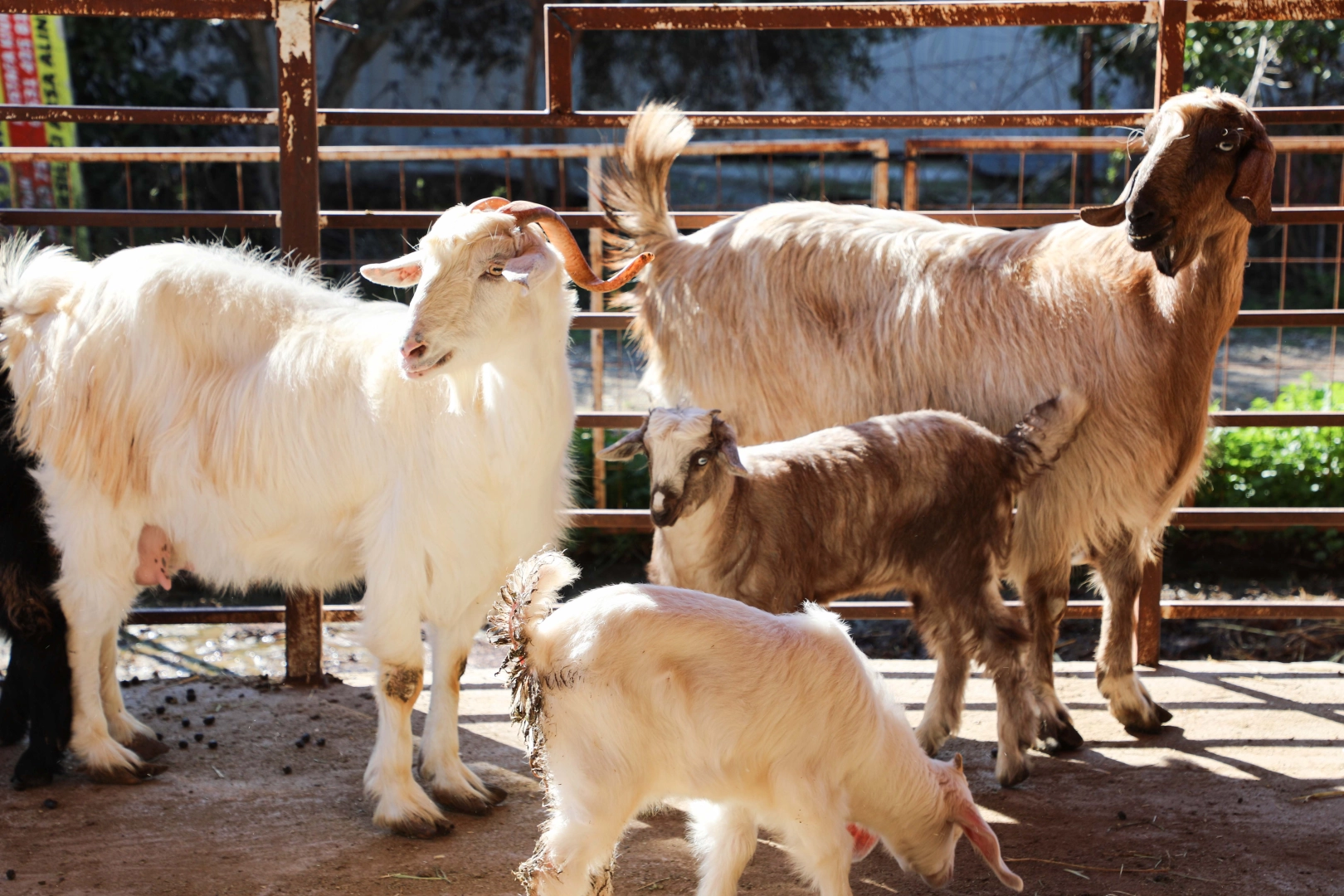 Antalya’da Ücretsiz Parazit Uygulaması Çiftçiyi Sevindirdi: Hayvan Sağlığı ve Verimlilik Artıyor