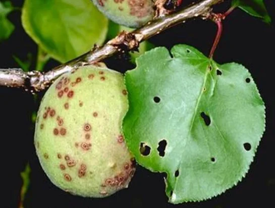 Malatya Kayısı Üreticileri Dikkat! ‘Çil Hastalığı’ Tehdidi ve Kapsamlı Mücadele Rehberi