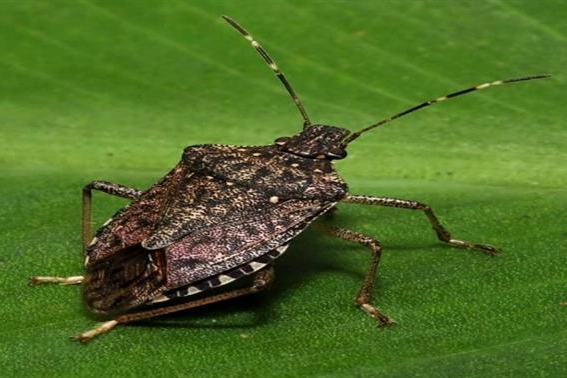 Dikkat! Tarım Alanlarını Tehdit Eden Zararlı Kahverengi Kokarca İçin Acil Müdahale Çağrısı