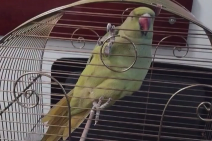 Bursa’da Yasa Dışı Hayvan Ticareti Operasyonu: Papağan ve Yılanlara El Konuldu