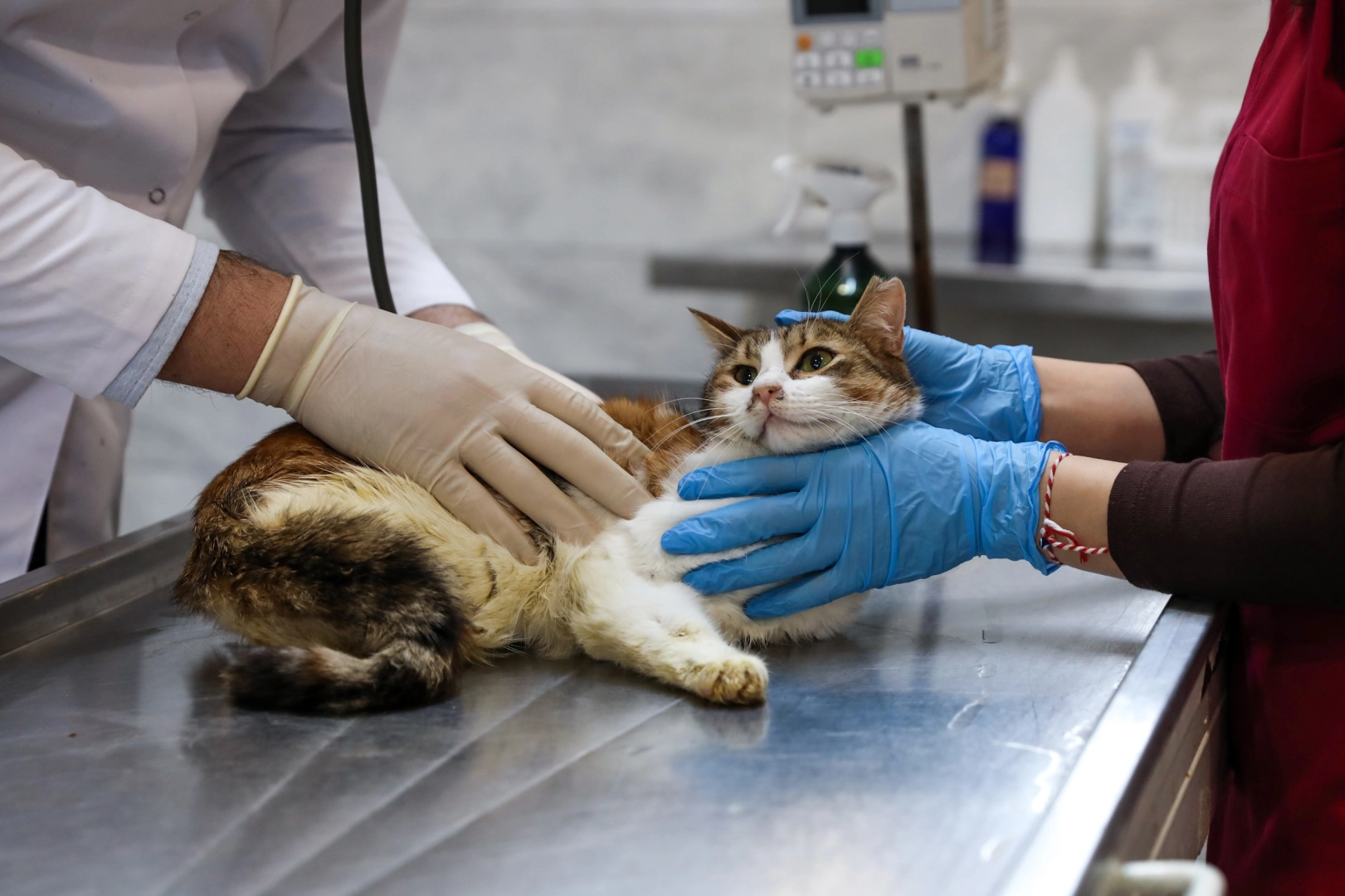 Bursa’da Araç Çarpmasıyla Kırılan Bacağı Yeniden Hayata Bağlandı: ‘Nefes’ Umutla Bekliyor