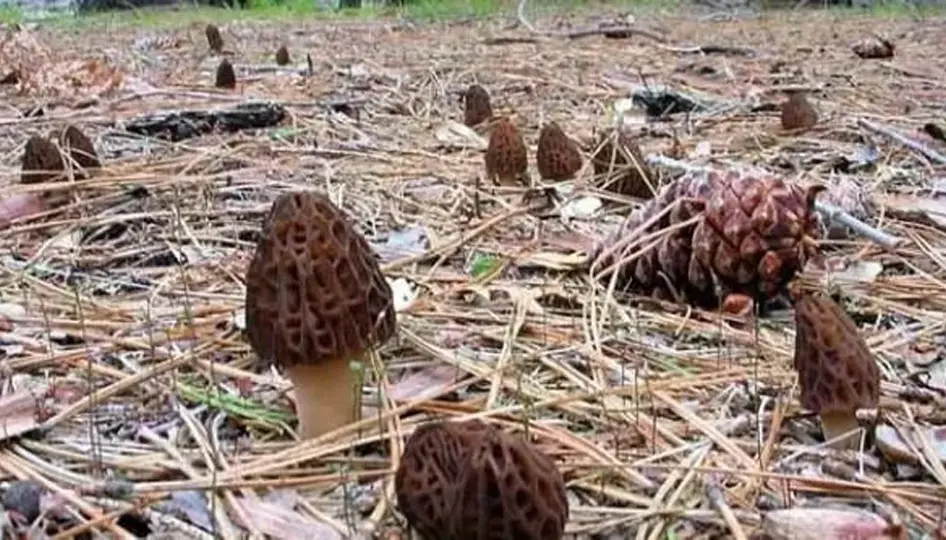 Isparta’da Kuzu Göbeği Sezonu Açıldı: Doğadan Gelen Lezzet ve Ekonomik Değer