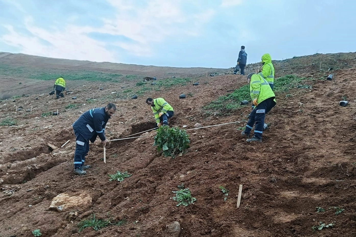 Kocaeli’de Yeşil Devrim: Gebze’de 4.500 Sedir Ağacı Toprakla Buluştu