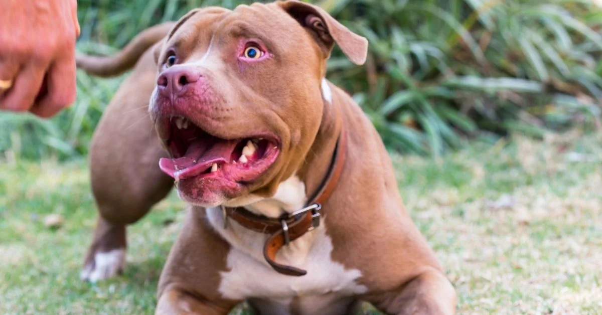 Pitbull Saldırısı Sonrası Sahibi İçin Ağır Ceza İstemciliği: 7.5 Yıla Kadar Hapis Cezası Talep Edildi