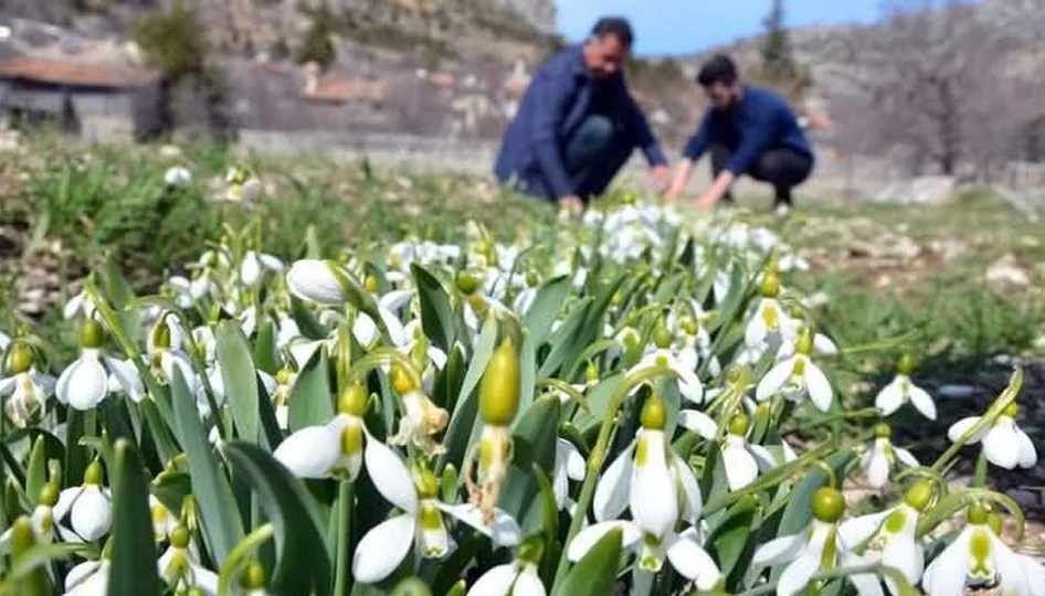 Toros Kardeleni: Doğadan Korunup Ekonomiye Kazandırılan Endemik Türün Başarılı İhracat Modeli