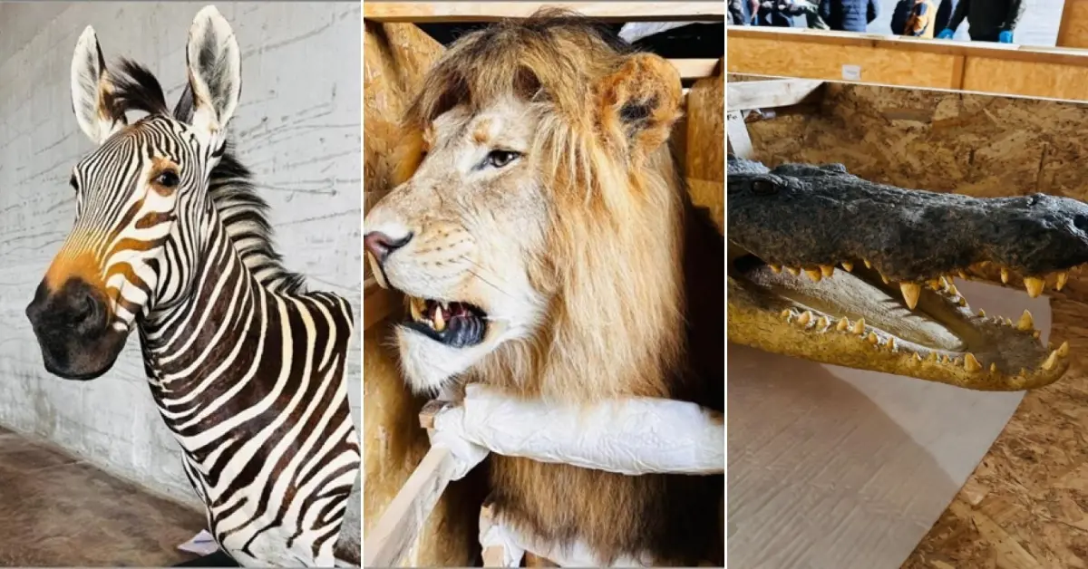 Trabzon Limanı’nda Nefes Kesen Operasyon: Yaban Hayatı Trofeleri Ele Geçirildi