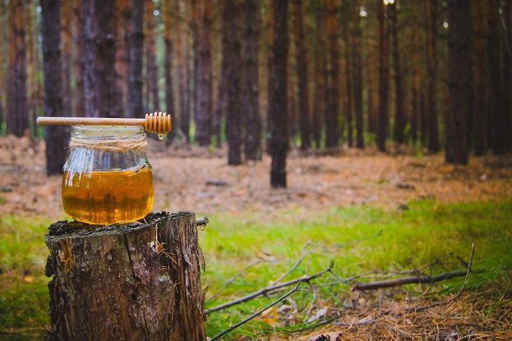 Türk Çam Balına Küresel Rekabet Gücü Kazandıracak Ar-Ge Projesi Başlıyor