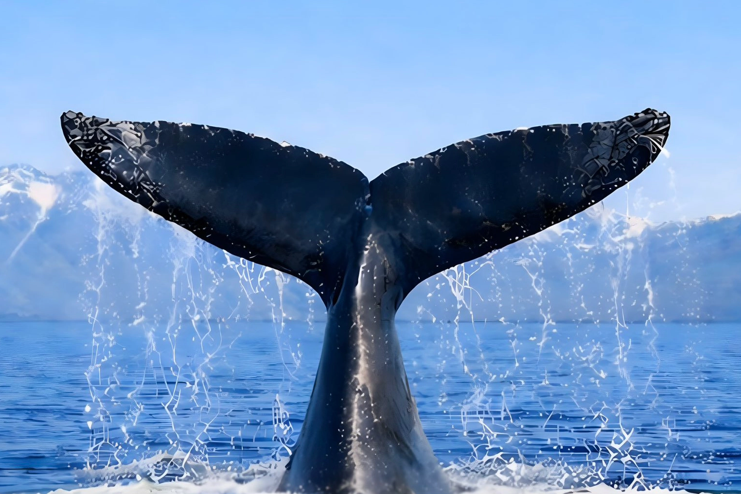 Türkiye Uluslararası Balinacılık Komisyonu’na Katıldı: Deniz Memelileri Korunmasında Yeni Dönem