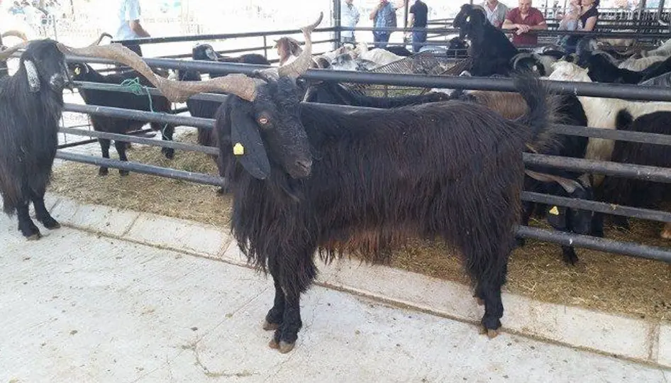 Isparta’da Kurban Bayramı Hazırlıkları Başladı: Kurbanlık Fiyatları ve Pazarlık Tüyoları