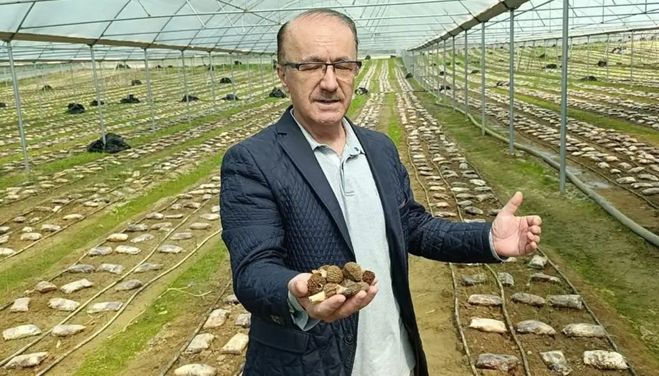 Antalya’da Devrim: Kuzugöbeği Mantarı Artık Serada Yetişiyor, 650 Kilogramlık Hasat Başarıyı Tescilledi