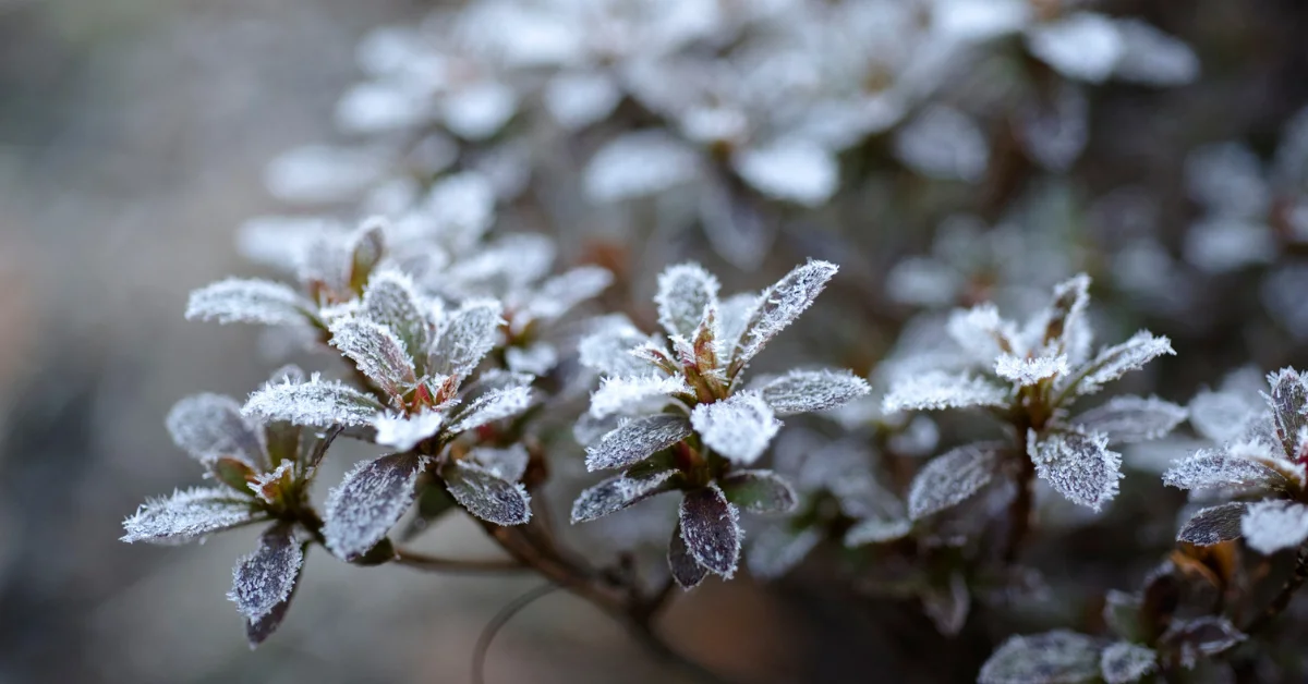 Zirai Don Tehlikesi Kapıda: Türkiye’nin Birçok Bölgesi Soğuk Hava Dalgasıyla Karşılaşıyor