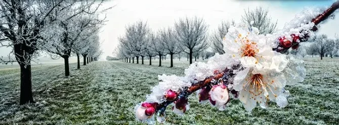 Malatya’da Çiftçilere Don Uyarısı: Kayısıyı Korumak İçin Üç Temel Yöntem