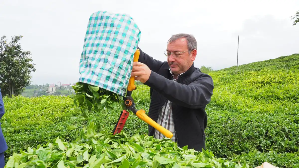 Çaykur Genel Müdürü’nden Kadro Beklentisi Açıklaması: “Şartlar Ne Gösteriyorsa Ona Göre Hareket Ediyoruz”