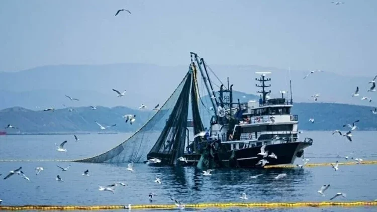 Giresunlu Balıkçılar Dikkat: Av Yasağı Başlıyor – Hangi Türler Etkilenecek?