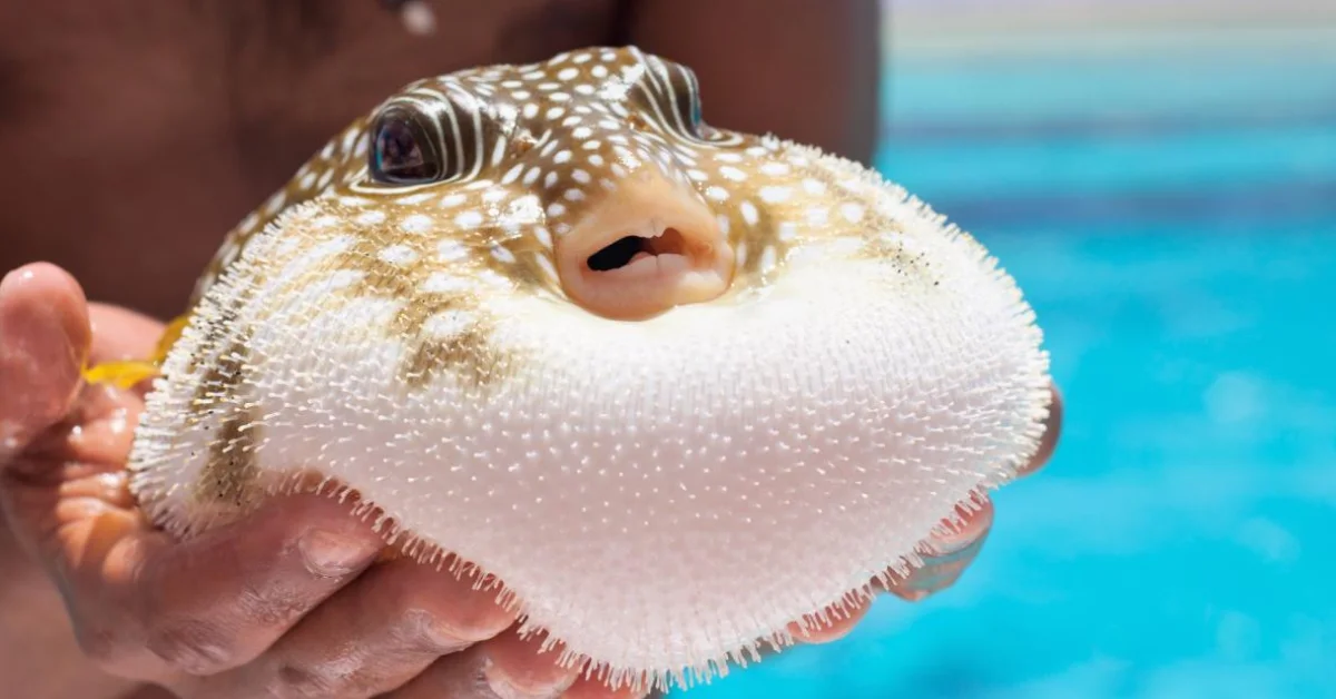 Balon Balığı İstilası Önleniyor: 50 Milyon Yeni Bireyin Üremesi Engellendi