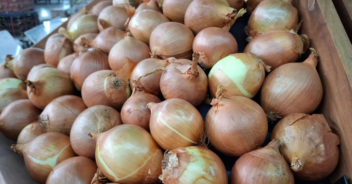 Türk Kuru Soğanı İhracatında Rekor Artış: İlk Çeyrekte 57 Bin Ton Aşıldı, Hedef 100 Milyon Dolar