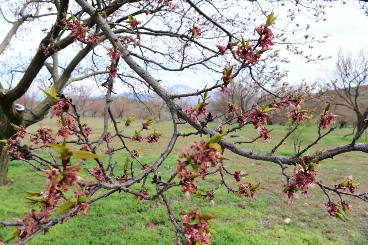 Malatya’da Şiddetli Dolu Yağışı: 7 İlçede 20 Bin Dekar Tarım Alanı Zarar Gördü