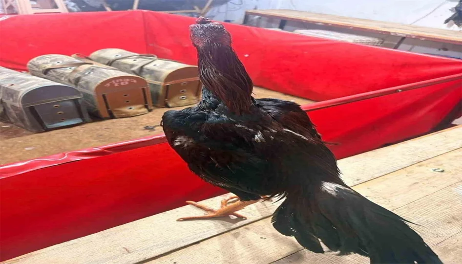 Alanya’da Horoz Dövüşü Operasyonu: 11 Kişiye 143 Bin TL Ceza Kesildi