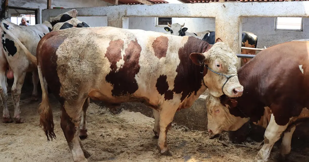 Et ve Süt Kurumu Kurban Bayramı Sonrası Satılamayan Hayvanları Satın Alacak: Detaylar ve Fiyatlar Açıklandı