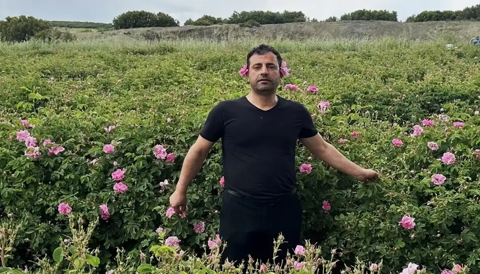 Isparta’da Gül Sezonu Açıldı: Pembe Bahçelerde Hasat Coşkusu ve Festival Heyecanı