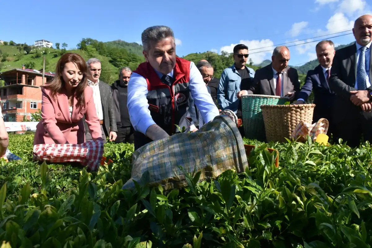 Artvin’de Geleneksel Çay Hasadı Başladı: Üretim ve Tüketimde Türkiye Rekorları