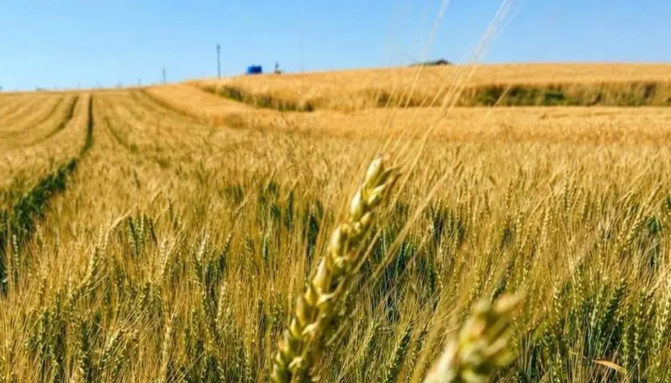 Çorum’da Yerli Buğday ‘Kirve’ Kuru Tarımda Umut Işığı Oldu: Verimlilik Artışı Bekleniyor