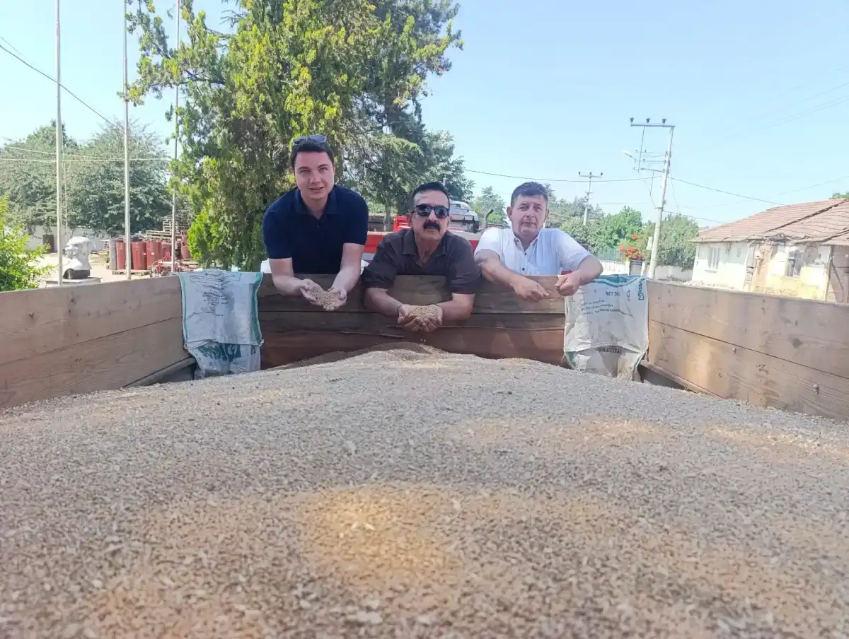 İnegöl’de Buğday Hasadı Başladı: TMO Alımları ve Çiftçi Beklentileri Masada
