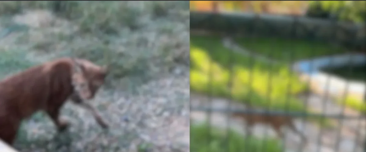 Hamzabeyli Sınır Kapısı’nda Nefes Kesen Operasyon: 4 Yabani Kedi Kaçakçılığı Engellendi