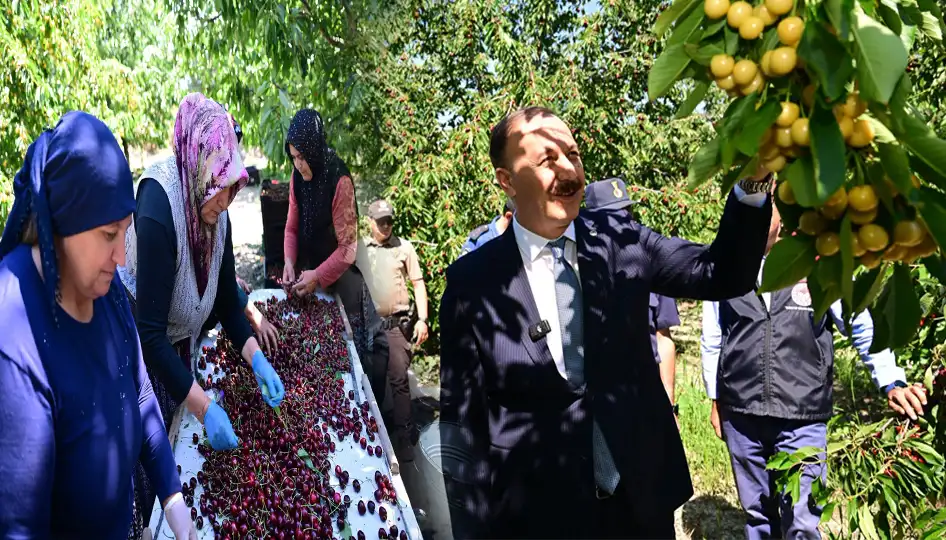 Isparta’da Kiraz Bolluğu: Uluborlu’da Hasat Sevinci, Fiyatlar Ucuzluyor
