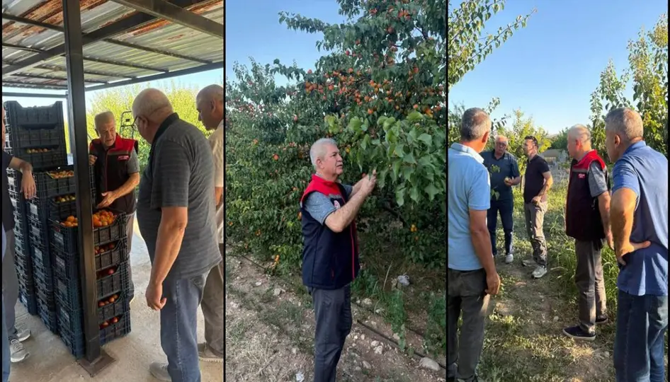 Yalvaç’ta Kayısı Hasadı Bereketli Geçiyor: 30 Bin Ton Ürün Bekleniyor