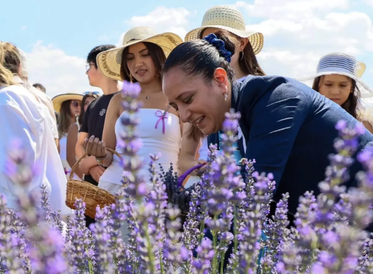Burdur’da Mor Aşkı: Lavanta Hasat Günleri Büyüledi