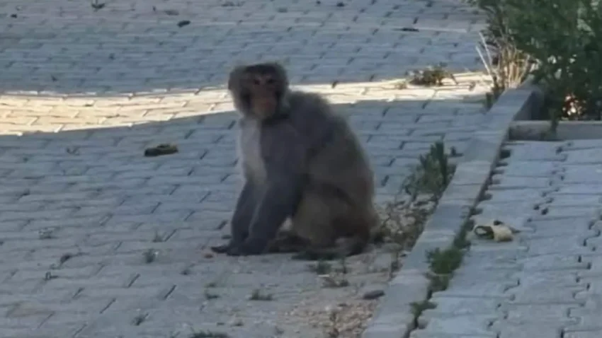 Hatay’da Konteyner Kentte Maymun Paniği: Bir Kişi Hafif Yaralandı